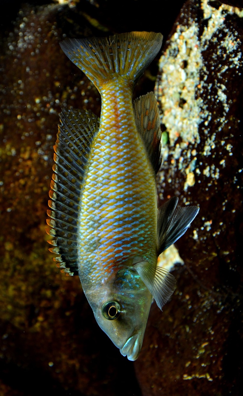 Lichnochromis acuticeps